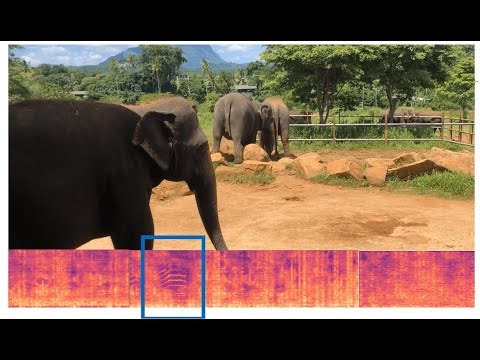 Detection of Infrasonic Seismic Elephant Rumbles