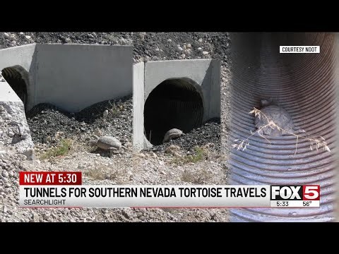 Nevada continues installing tortoise tunnels to protect endangered desert species