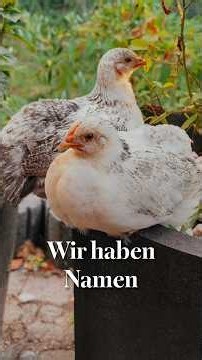 Unsere Küken haben Namen – und so sind Bella & Aetna entstanden 🐣
