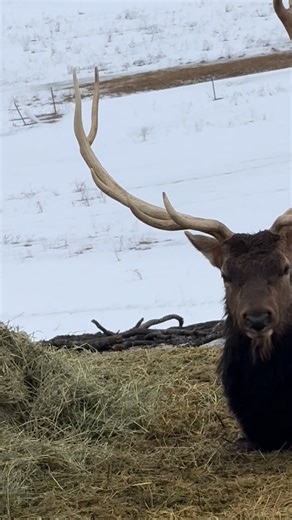 Elk were being lazy today. | Walkers Wildlife Control