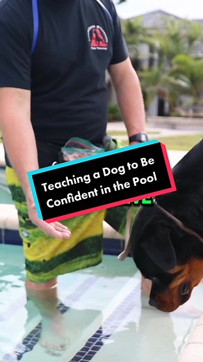 Teaching Your Dog to Swim Confidently in the Pool