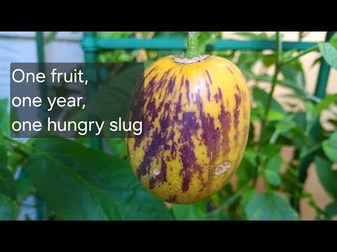 Growing pepino melon from seed: the ultimate plot twist #smallspacegardening #growyourownfood