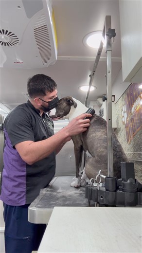 Cuando un perrito te recibe así… sabes que hiciste algo bien. 🐾❤️ Hoy vine a hacerle su grooming después de mucho tiempo sin servicio… y desde que llegué no paraba de brincar de alegría. Esa emoción, esa forma de recibirme… no se puede fingir. Durante todo el proceso no dejó de darme besos, como si estuviera agradeciendo cada minuto. Momentos así me recuerdan por qué amo lo que hago. ¿Tu perrito también se pone así cuando ve llegar a su groomer? 🐶💬 Cuéntamelo en los comentarios.