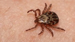What to know about ticks and preventing tick bites