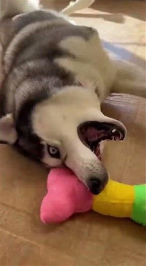 Just another normal day owning a Husky...