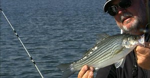 Carolina Outdoor Journal:Hybrid Striper Morning Season 4 Episode 17
