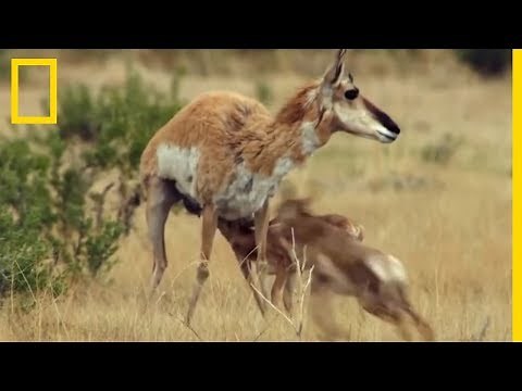 La vitesse de l'antilope d'Amérique