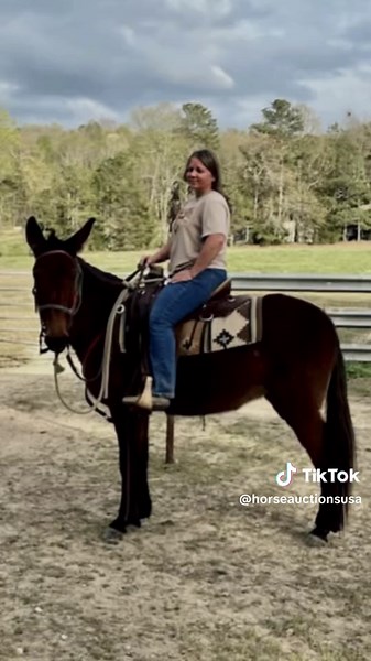 Tennessee Mule Sales - Reese Bros SATURDAY, APRIL 25TH! The Annual Riding Mule Sale!!! #horseauctionsusa #reesebros #mules #mulesoftiktok #donkey