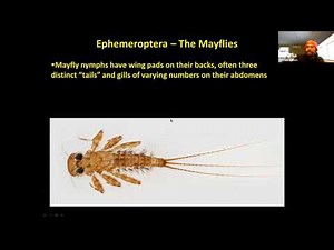 Freshwater macro invertebrates part 1