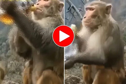 Viral Video: Sad Monkey Drinks Alcohol, Drowns His Sorrows Like Kabir Singh. Watch