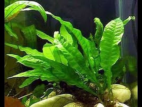 How to successfully grow or propagate Java Fern in your aquarium