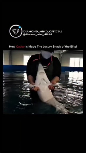 DIAMOND 💎 on Instagram: "[Follow for more ✓]Inside the World of Caviar, The Taste of Pure Wealth 💸🐟 From cold northern rivers to elite dining tables, caviar is more than food — it’s luxury in every bite. 🐟🥚 Each glossy pearl of sturgeon roe carries decades of patience and precision. A single sturgeon can take up to 20 years to mature — turning time into treasure. ⏳💎 Every step, from breeding to harvesting, is done by hand. No shortcuts. Because real luxury isn’t created overnight — it’s cr