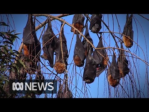 Bats fall from trees amid extreme heatwave in tropical Queensland | ABC News