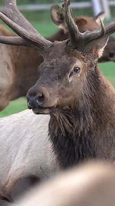 57K views · 696 reactions | Close Up View of Huge Bull Elk Bugling During the Rut in Estes Park Colorado #animals #deer #buck #wildlife #hunting #elk | Cpacify Maris | Facebook