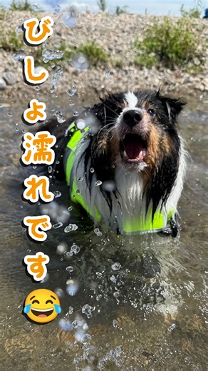 【シェルティ】パパと川で水遊び🐶🌊 びしょ濡れで楽しむ姿が可愛すぎる #シェルティ #犬動画 #川遊び #シェットランドシープドッグ