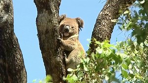 344K views · 3.1K reactions | Koalas are changing their drinking habits for the first time. | Seeker by The Verge | Facebook