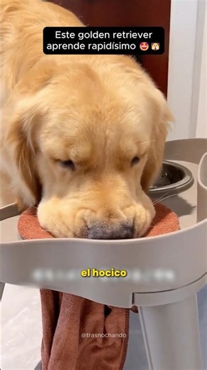 Este golden retriever aprende rapidísimo 🤩🐶