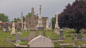 No need for weed-killers when goats are near