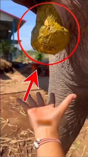 Why is this girl catching elephant poop?😱