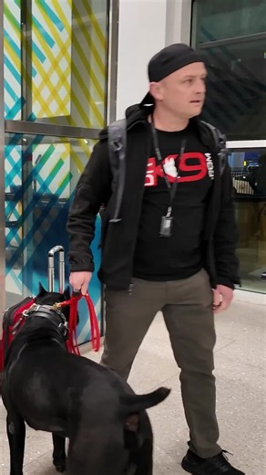 Garret Wing on Instagram: "Alright, folks—Airport security asked if they could pet Thanos. I said, “Sure, just pet him right there…” Then I barked. He damn near jumped out of his skin. 😂 Classic K9 handler move. Check out the Full Video on our YouTube Channel - LINK IN PROFILE #pranks #travelwithdog #canecorso #dogtraining #puppytraining #puppyfun #dogoftheday #puppytrainer #dogobediencetraining #balanceddogtraining #dogsaregreat #recall #puppytrain #k9trainer #dogobedience #dogbehavior #dogtra
