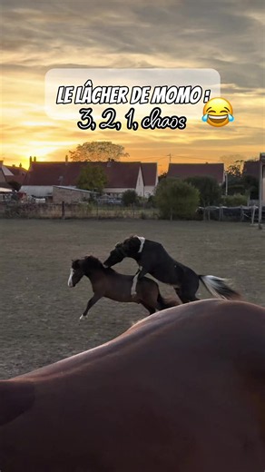 Tous les soirs, même rituel : je sors tout le monde tranquillement… enfin, « tranquillement » jusqu’au moment où je lâche Montero. 😂 Momo sort avec deux objectifs : 💥 défoncer tous ceux qui croisent sa route 🐴 ou grimper sur le dos du microbe. Il met l’ambiance au pré 😂