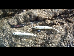 Shore Fishing - Weedless Lure Fishing for Sea Bass