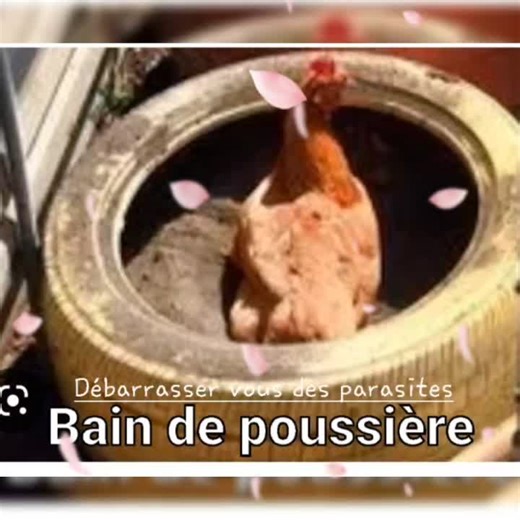 Bain de poussière/ Bac à sable poules. Composants! Utilisez un bac à litière pour chat, un vieux tire, un bac en plastique pour votre bain de poule. 🐔