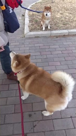 先に♀がおやつを食べても黙って自分ももらえるのを待つ♂柴犬 #Shorts