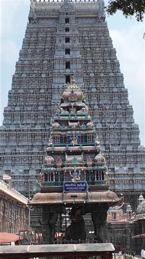 Arunachalam Secret Tree 😳 Don’t Say Its Name! #shorts #arunachalam #youtubeshorts #tiruvannamalai