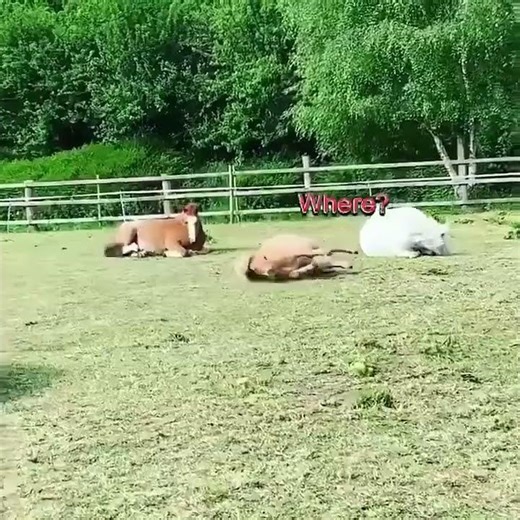 This Pony Can’t Behave 😂🐎