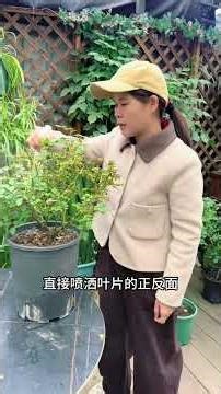 Unveiling the Beauty of Early Spring Roses