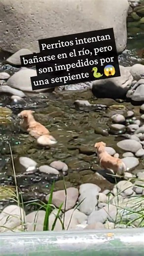 perritos intentan bañarse en el rio, pero son sorprendidos por una serpiente