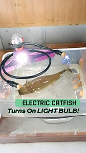 117K views · 1.1K reactions | Electric Catfish Powers Up a Light Bulb! | Zak Catch Em | Facebook