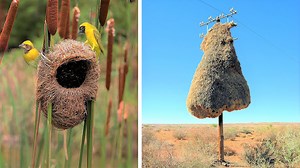 137K views · 227 reactions | Most incredible animal nests | Top 10s | Facebook