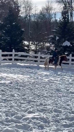 2026 NML PONY CHALLENGE Truett and Fruit Punch have seen some “western” moments in their initial journey. Check the comments for a snapshot of what we mean. Truett is a real cowboy and he’s making tons of progress. This stubborn little paint is going to be a completely different pony come April. Sale day is 4/11/26 | Northern Michigan Livestock Auction