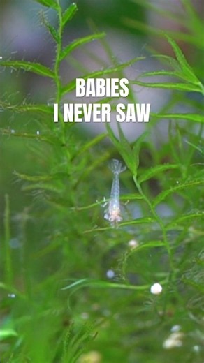 I Found Baby Shrimp I Never Saw Being Born #neocaridina #shrimpkeeping #aquascape