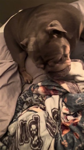 Lady The Pillow Princess 👑 #ladythebulldog #funnydog #funny #bulldog