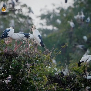 11K views · 1K reactions | So Cute Great egret bird | Review Bird Nest | Facebook
