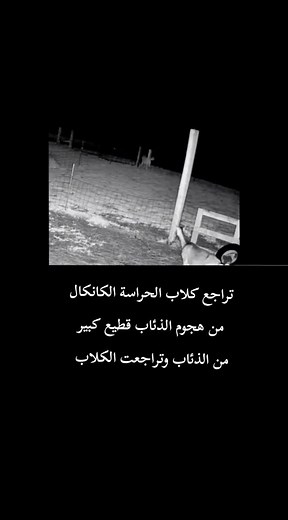 #تراجع كلاب الحراسة من هجوم الذئاب قطيع كبير من الذئاب وتراجعت الكلاب من الذئاب #