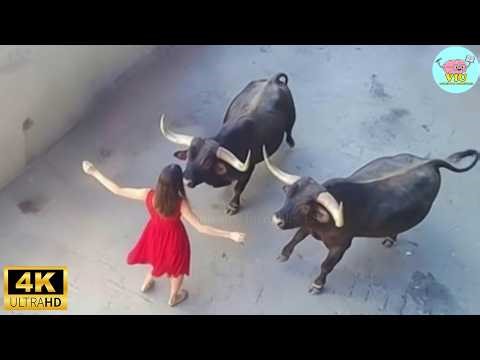 60 Ataques de Animales Más Brutales Captados en Video | Animales Salvajes Invadiendo Hogares