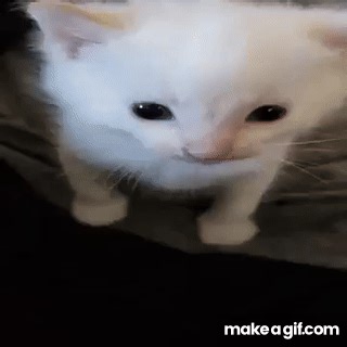 Cat Explode on Make a GIF