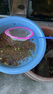 237K views · 3.7K reactions | BREED naman tayo ng RED CHERRY SHRIMP 戀  | Boy Machonurin | Facebook