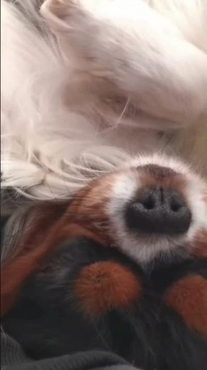 When your pup snores louder than your husband 😂