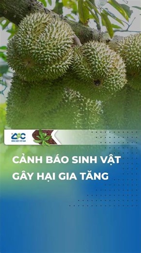 TIN TỨC - Cảnh báo sinh vật gây hại gia tăng