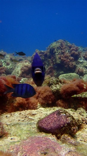 🫡 Underwater Guardians in Action That bright blue fish? It’s a male sergeant major, fiercely guarding his nest of eggs! 🐟💙 The purple patch at the bottom of the video is a cluster of tiny eggs he's protecting from intruders — including curious divers. Male sergeant majors turn vibrant blue during this phase to defend their future offspring. Nature’s little warriors at work! 🛡️✨ #SergeantMajorFish #UnderwaterParenting #ReefLife #ScubaMoments #MarineBehavior #CaboVerdeDiving #EggGuardians #Nat