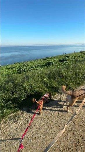 2026.Jan.12 Birding Burrowing Owl #dog #bayarea #california #birding #owl #burrowingowl #calmmusic