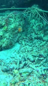A worthy adversary 🦞🤝🏼😔 🎥 @elusive.catch: “Just another crayfish making me look silly 😂😅 Also smacked my head on the coral above me while chasing him 🤕” | Spearchannel