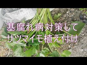 基腐れ病対策してサツマイモ植え付け