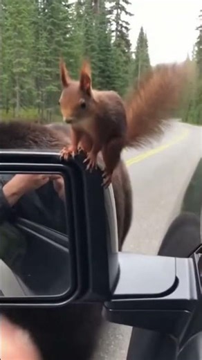 Bear Gives Squirrel a Ride to Snack Time #cute #animals