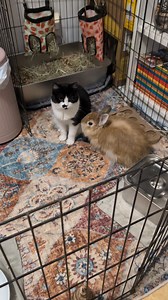 === ADOPTION LAPIN 💛 === Disponible pour adoption : Anatole, lapin de 3 ans passés. Anatole, le petit lapin qui aime les minets, cherche une famille pour la vie. 🙂 Anatole est gentil et doux, il aime la compagnie de ses humains et il est toujours content de les voir, il est très sociable. 🙂 Il aime beaucoup quand on lui caresse le dessus de la tête, il fait des "ronrons" version lapin en grinçant ses dents. Il pousse notre main avec son nez quand il veut réclamer plus de câlins. Anatole appré